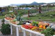 Expo de légumes de nos jardins
