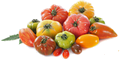 tomates