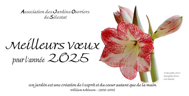 Carte voeux 2025 AJOS